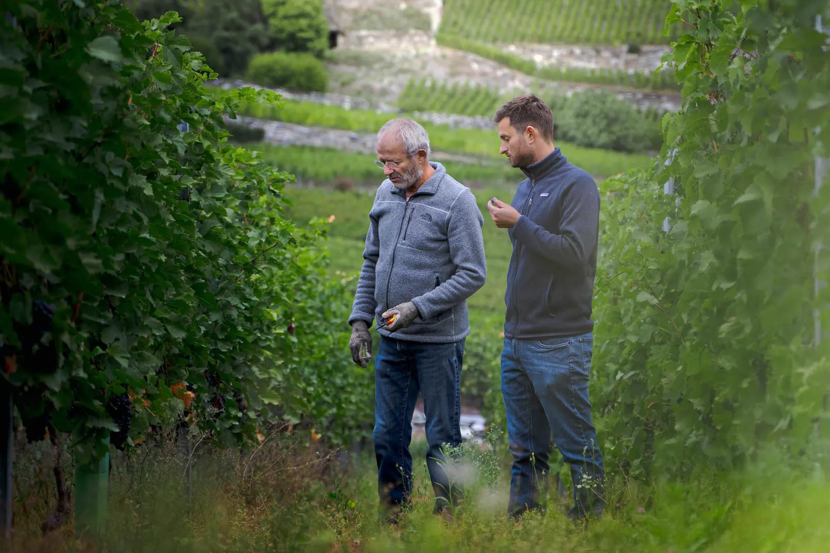 Domaine Simon Maye et Fils